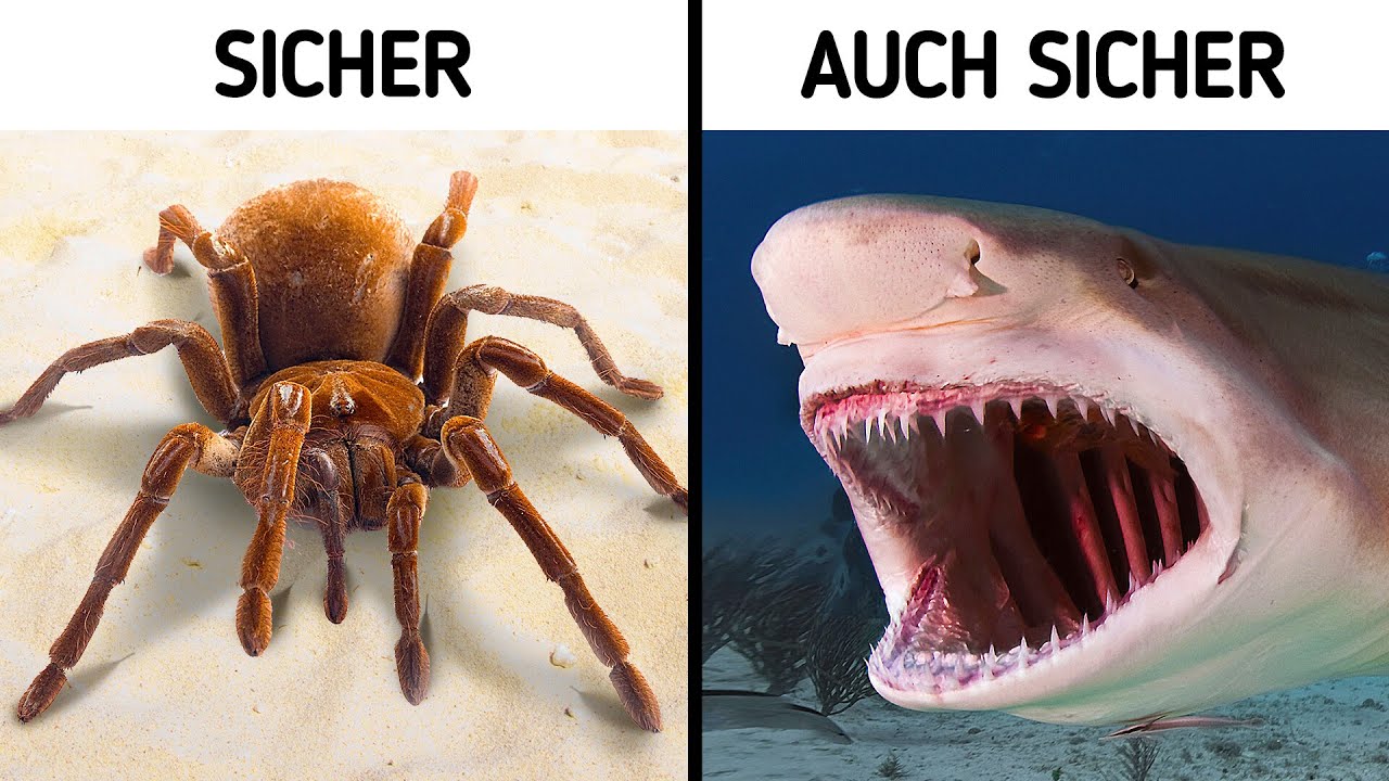 70+ Fakten, die Sie sagen lassen: 