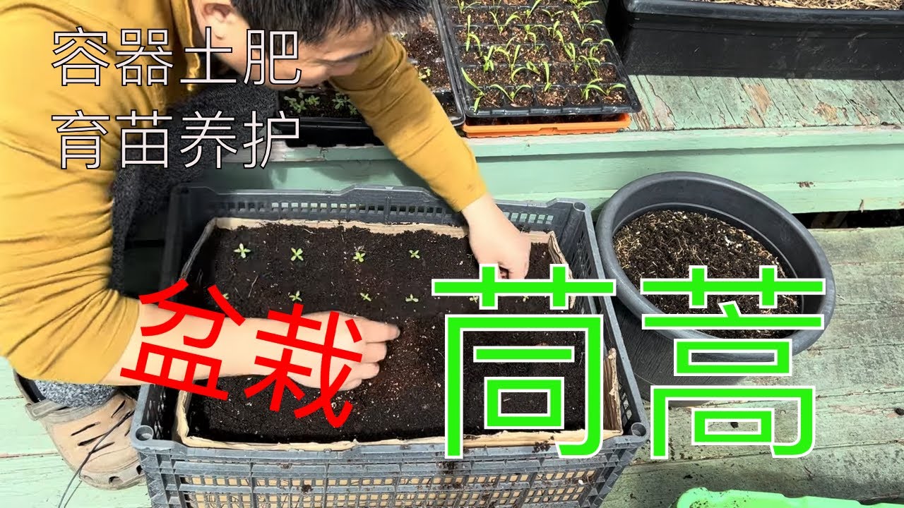 【渔耕笔记】盆栽茼蒿 种皇帝菜 粗壮脆嫩 好吃又健康 How to Grow Crown Daisy in Containers