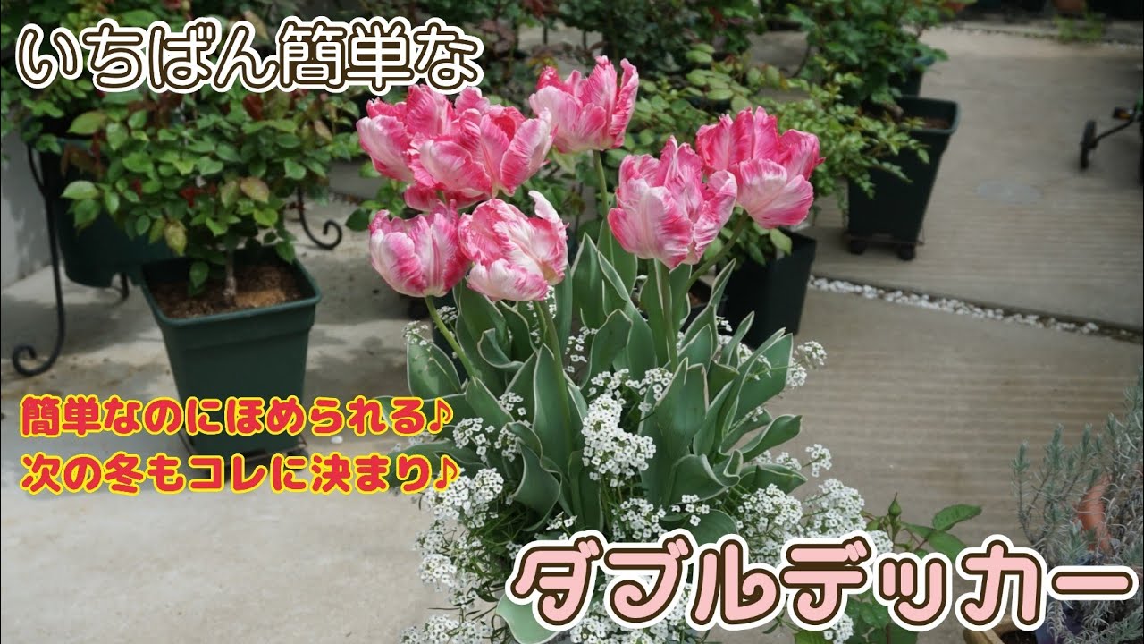 一番簡単なダブルデッカー🌷【2021年版】