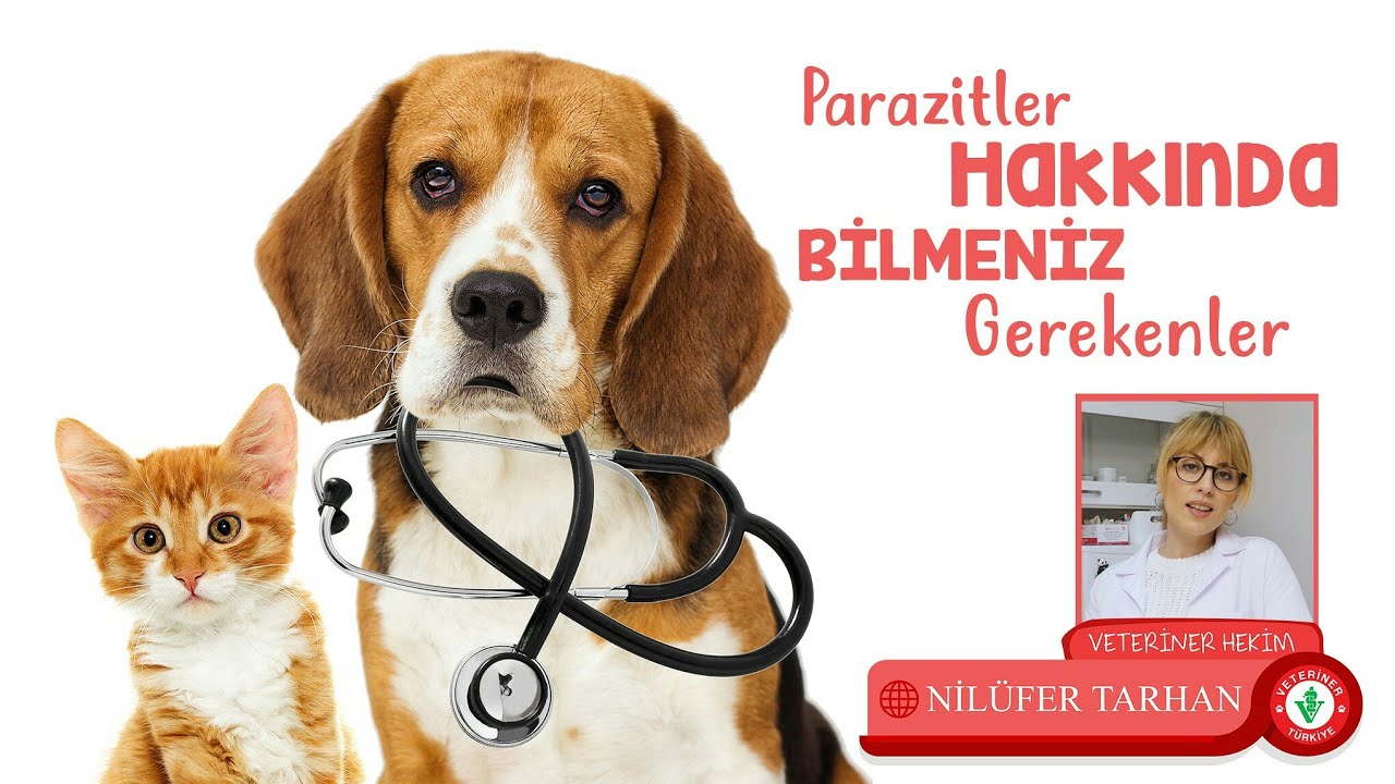 Yavru kedi ve köpek parazit çeşitleri ve bakımı - Veteriner Hekim Nilüfer Tarhan