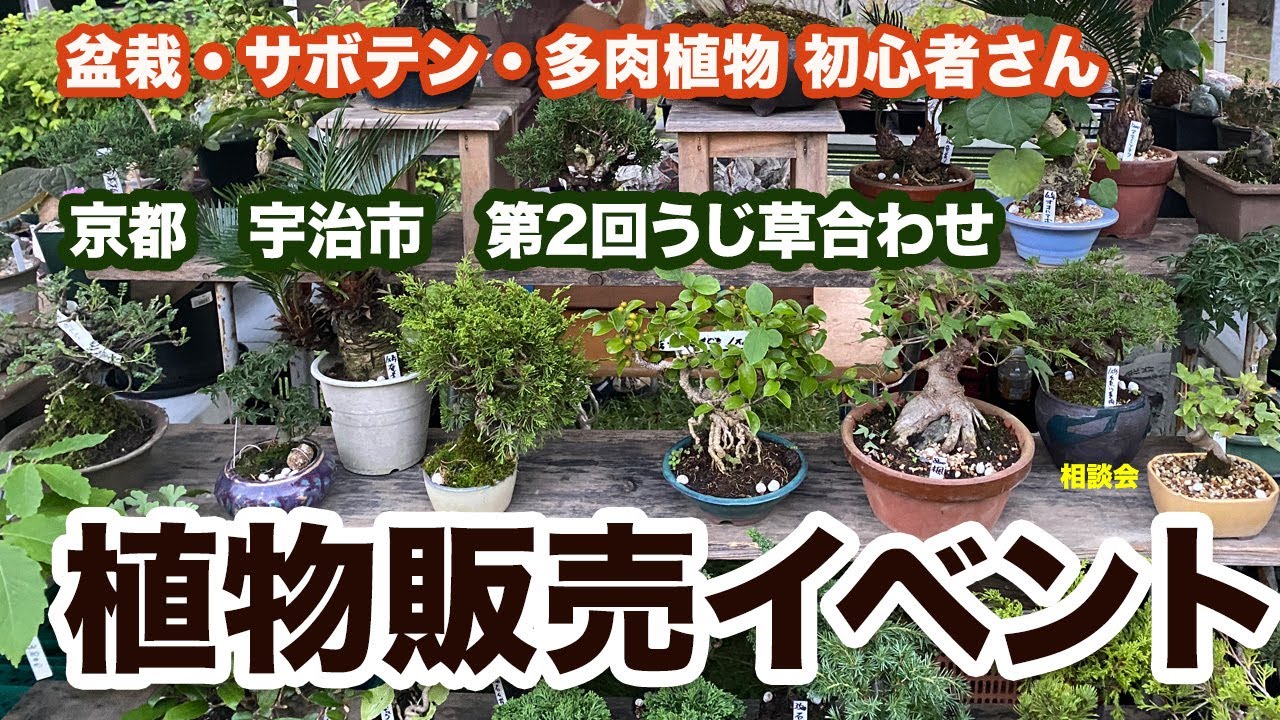 【 植物販売イベント 】　第二回 うじ草合わせのお知らせ