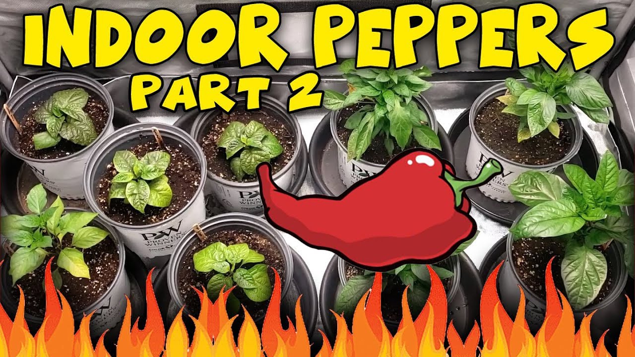 Growing HOT PEPPERS Indoors  Ep.2 - Ac Infinity and Viparspectra