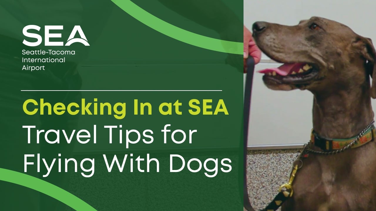 Checking In at SEA | Paw-sitive Travel Tips for Flying With Dogs