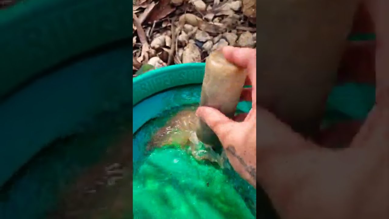 Panning Flour Gold in Reedy Creek, Australia 🇦🇺 #shorts