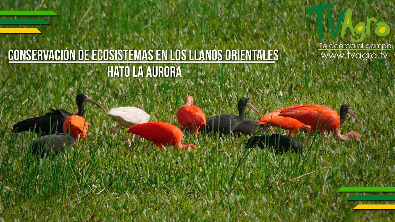 Conservación de Ecosistemas en los Llanos Orientales: Hato la Aurora- TvAgro por Juan Gonzalo Angel