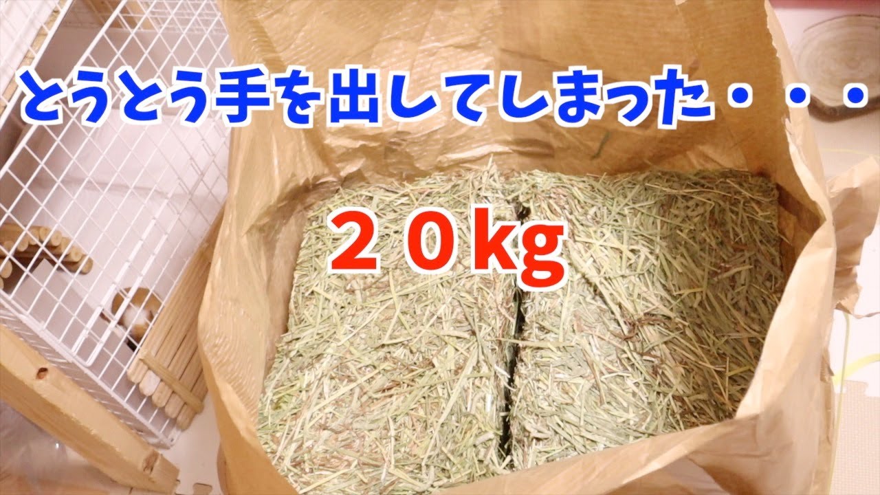 【モルモット】モルモット10匹とうさぎ1匹のためのご飯〜チモシーレビュー〜