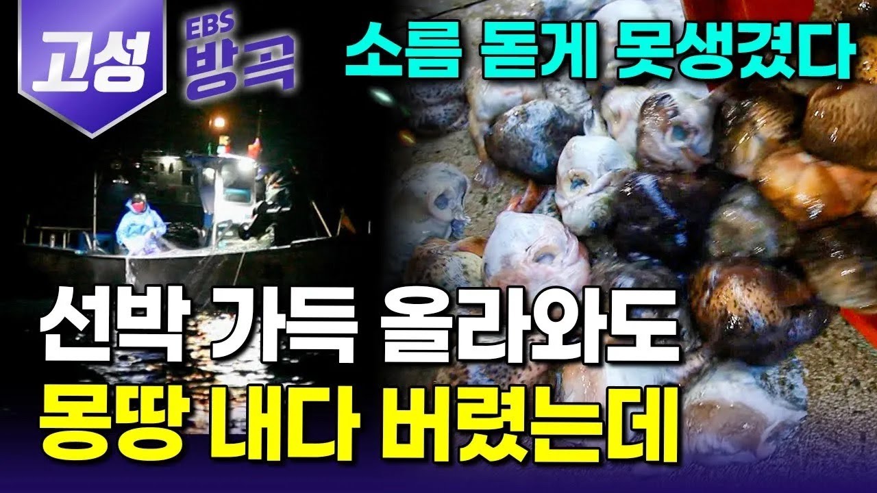 [강원 고성] 징그럽게 생겼다 천대받던 아무도 안 먹는 싸구려 생선에서 