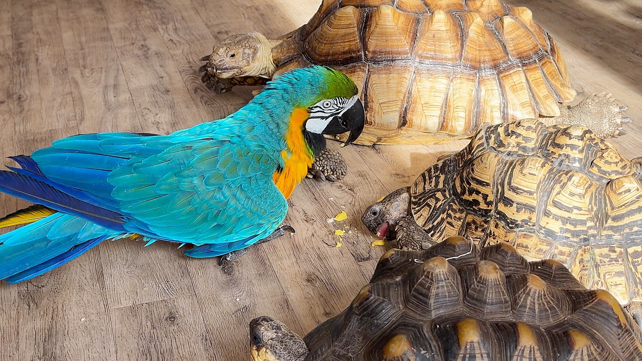 Попугай Барон никого не подпускает к своей черепахе. The parrot doesn't let anyone near his turtle.