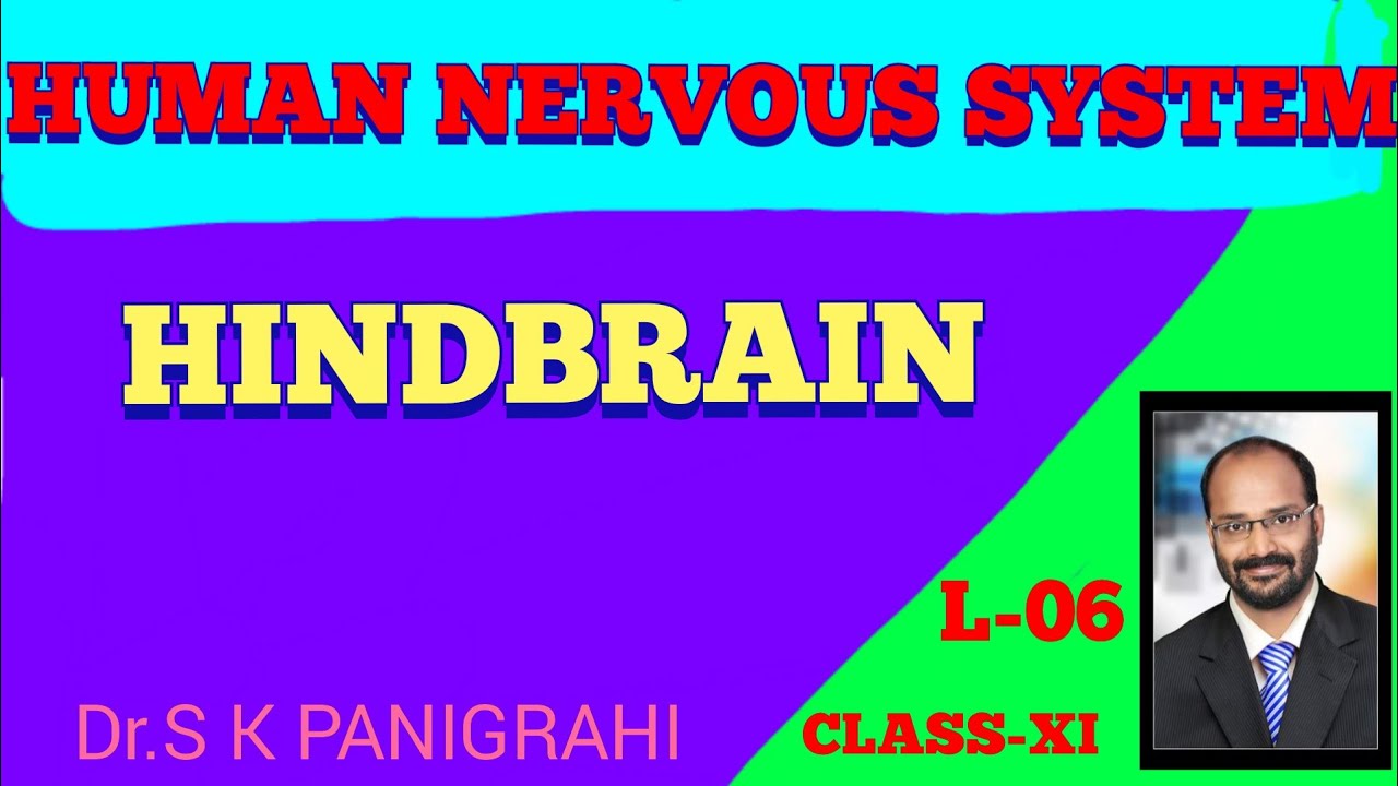 HIND BRAIN/ RHOMBENCEPHALON