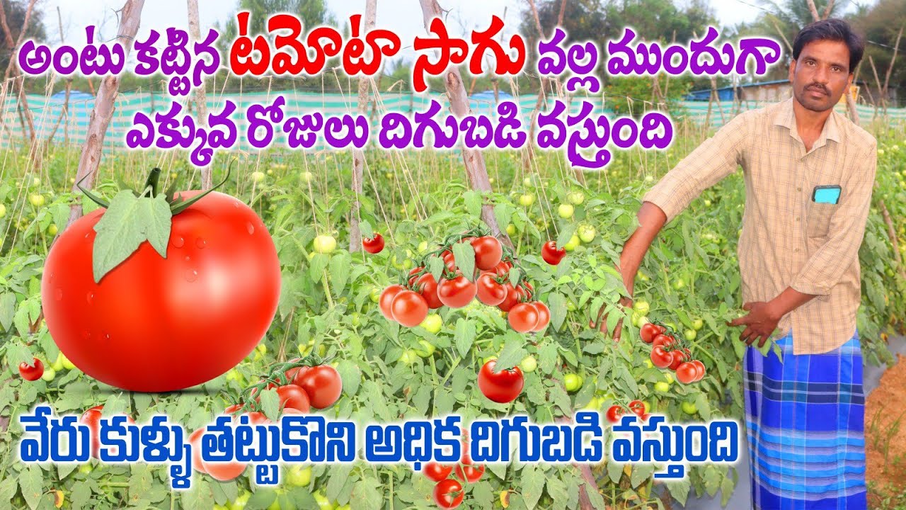 అధిక దిగుబడి ఇచ్చే అంటు కట్టిన టమోటా సాగు | Grafted Tomato Cultivation | AgriTech Telugu