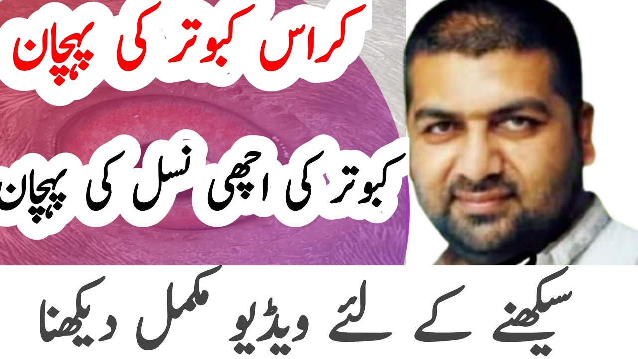 Kabutar ki har ak nasal ki pehchan kese kare | kabootar ki nasal ki pehchan | PART 2
