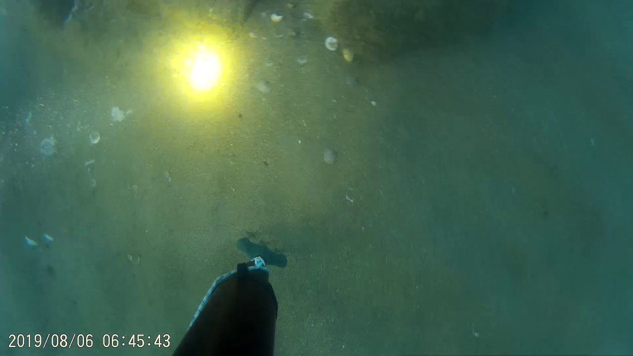 Pesca sub polpi a Ostia