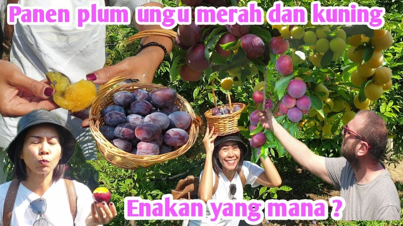 PANEN PLUM MERAH UNGU DAN KUNING ADU LEBAT ADU RASA