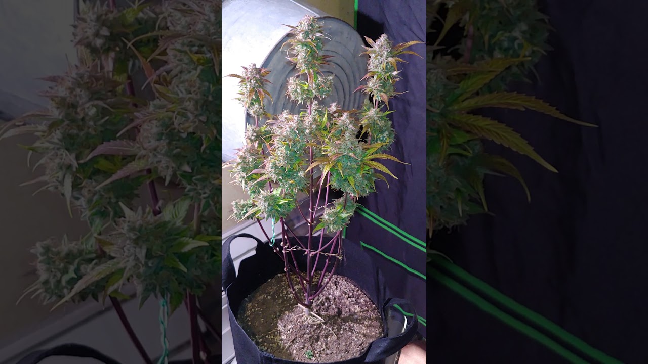 ILGM AK47 Autoflower
