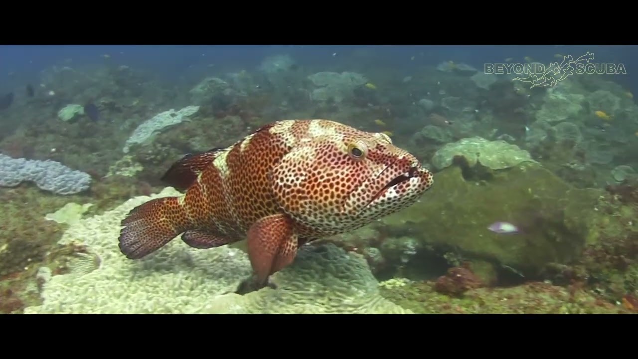 A curious Stripedfin Grouper (Epinephelus posteli)
