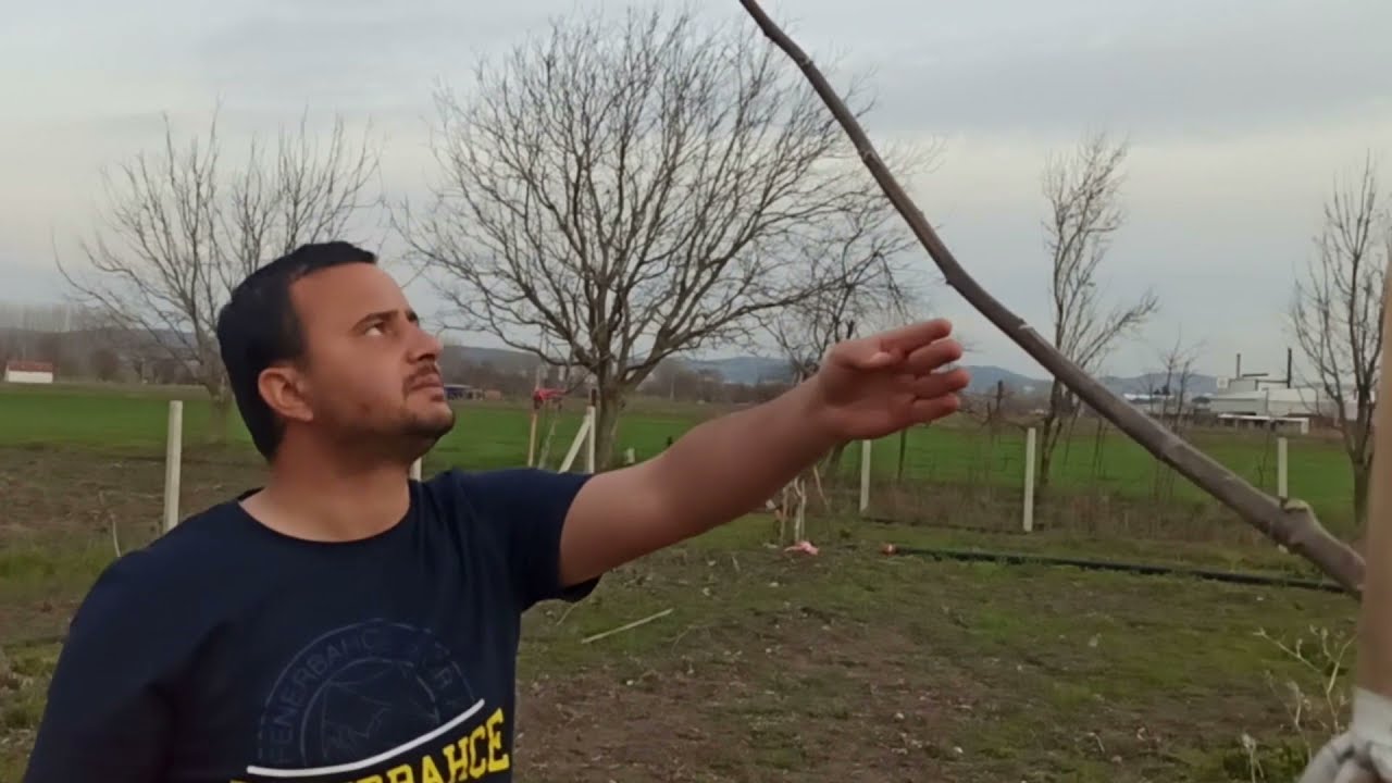 2-3 yaş ceviz ağacı budaması ve teknikleri