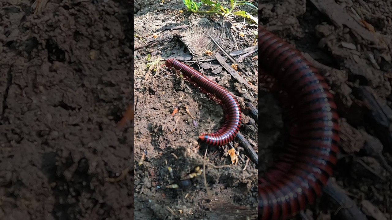 Do you dare to catch a millipede? #millipede #shorts #animals
