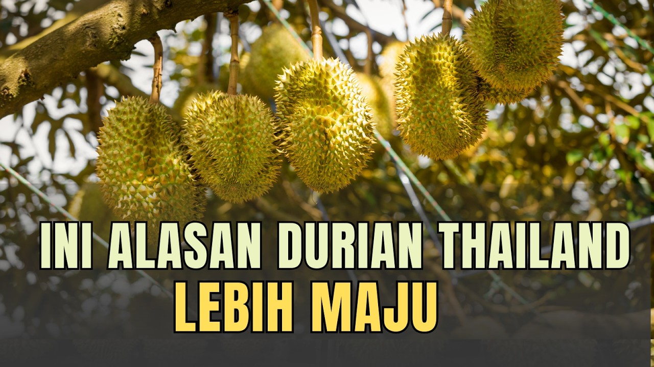 5 ALASAN THAILAN PRTNANIAN DURIAN THAILAD LEBIH MAJU