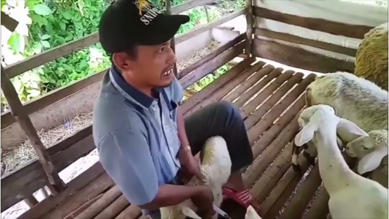 Kambing/Domba Mencret,apalagi masih bayi,bagi pemula