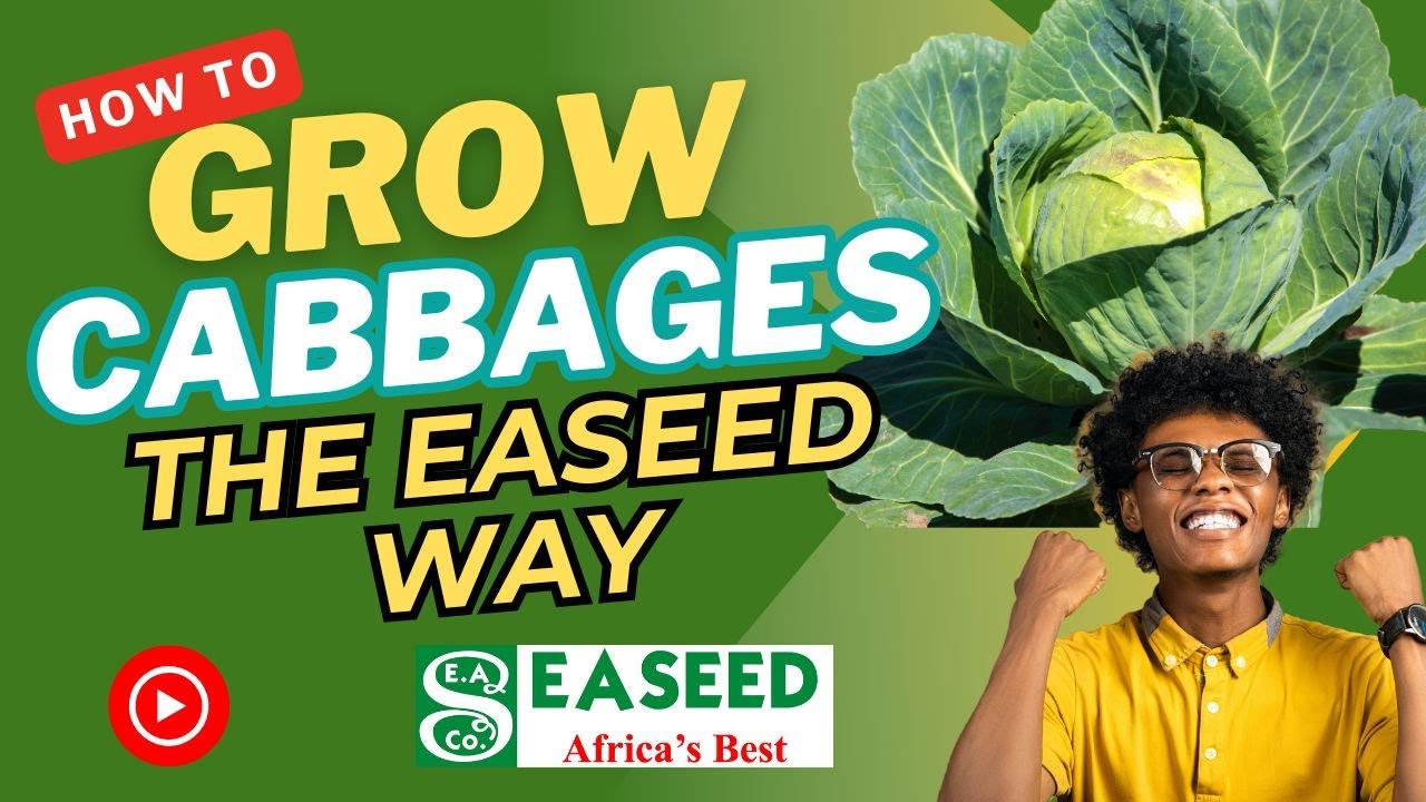 Базовые знания по выращиванию капусты + сорта капусты EASEED от @REWAZAFARMS
