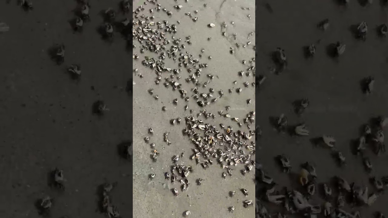 Baby Crab || Andaman and Nicobar Islands