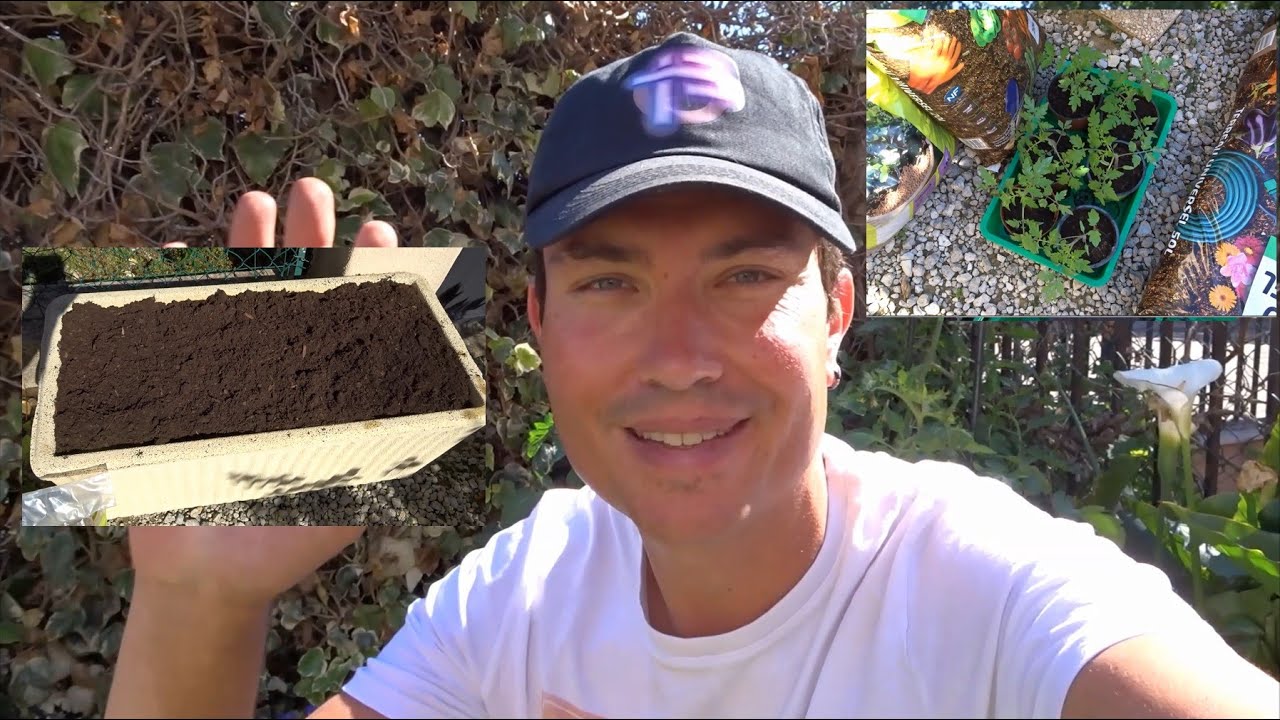 Cultiver des tomates en jardinière
