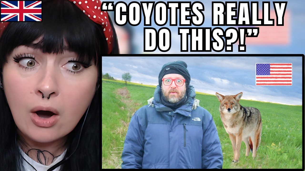 British Girl Reacts to American Coyotes — I Had NO Idea They Were Like This