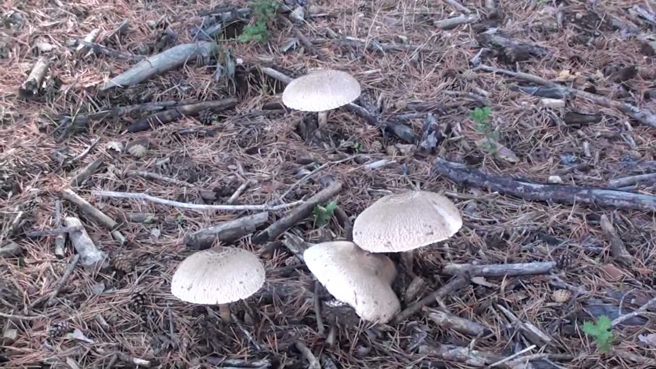 Macrolepiotas Procera. 