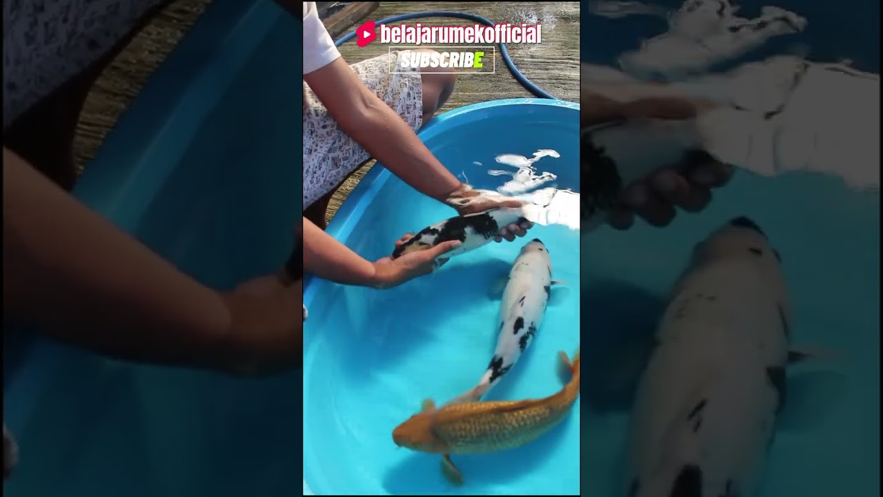Membedakan Ikan Koi Kualitas dan Biasa #ikankoi #koiblitar #koibagus #koiberkualitas #koiberkelas