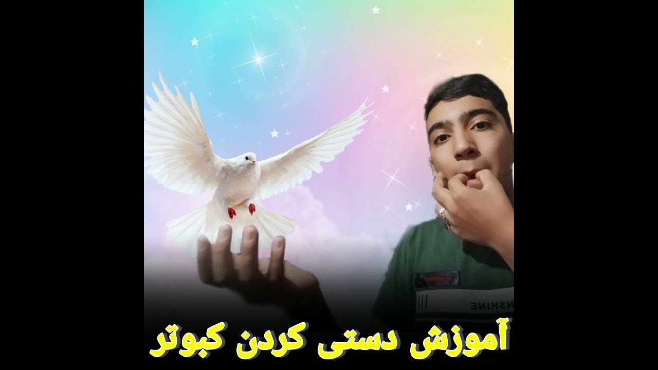 آموزش دستی کردن کبوتر