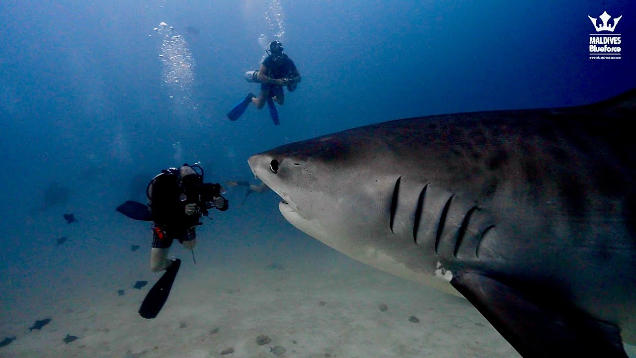Diving in the Maldives. March and Abril 2025 (Maldives Blue Force)