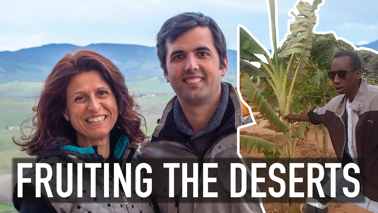 COLTIVARE SENZA ACQUA E RIGENERARE SUOLI NEL DESERTO. FRUITING THE DESERTS 🌴