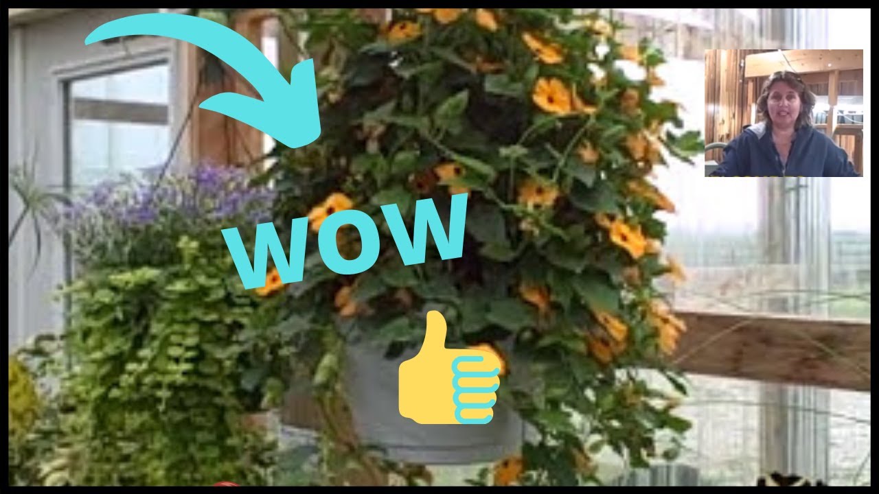 Thunbergia Black Eyed Susan Vines Tour in the Greenhouse