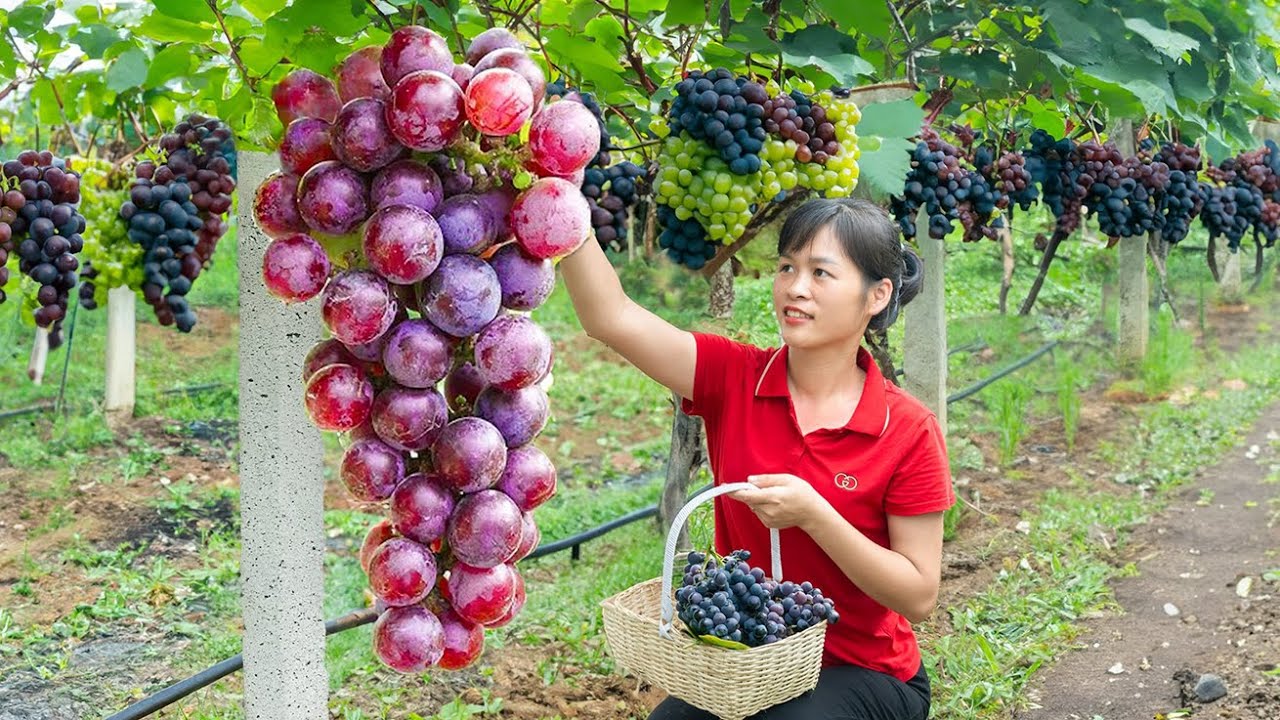 Harvesting Ripe Grapes &ndash; Sold Out Quickly at the Market! Tan Daily Life