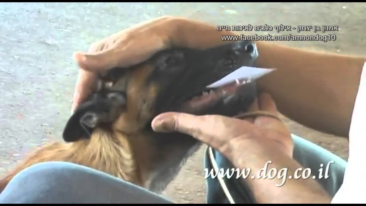 the perfect malinois K9