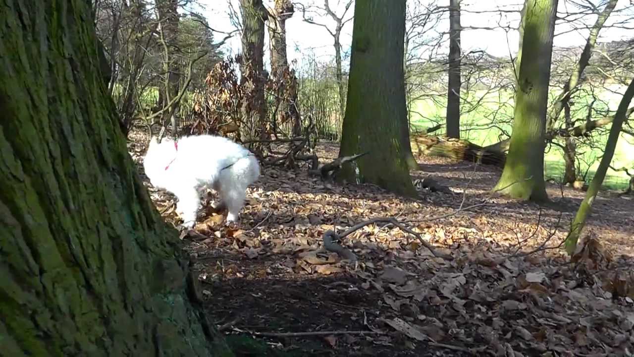 Big day out - White German Shepherd Luna