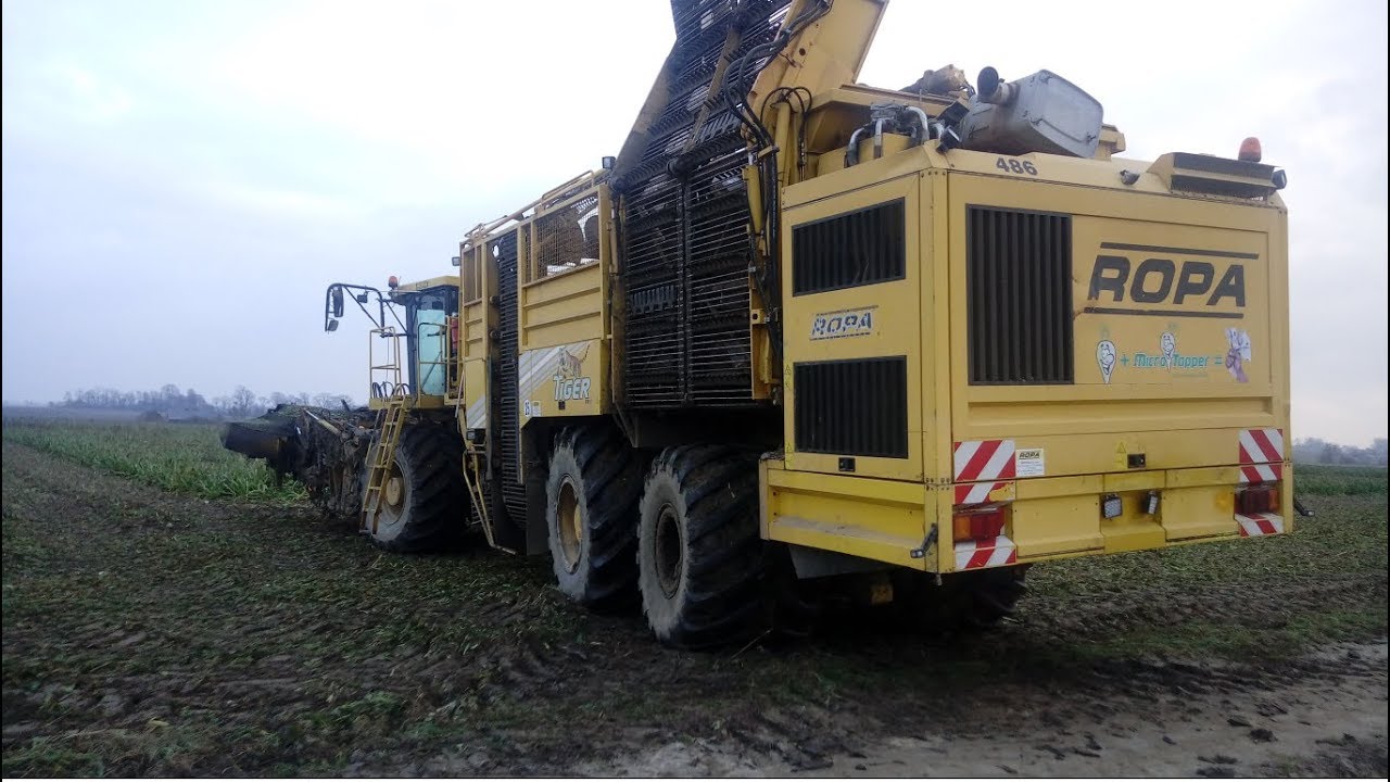 Kopanie burak&oacute;w na Mazowszu Ropa Tiger V8-4  F.U Agrotechnik Lewandowski
