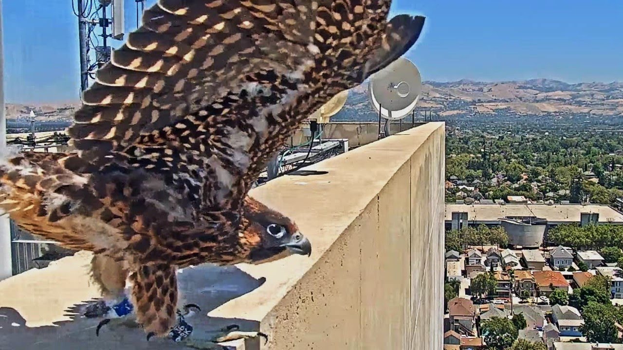 San Jose CH Falcons: Lucia overshoots ledge 🎢 Grounded 🚸 Returned to roof A-OK 💙 2024 Jun 7