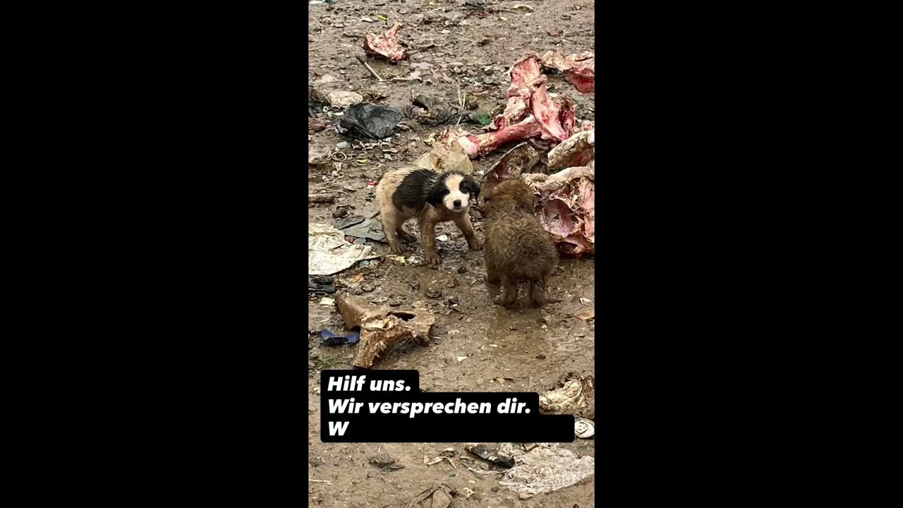 Wir bauen ein Tierheim in Bosnien-Cazin