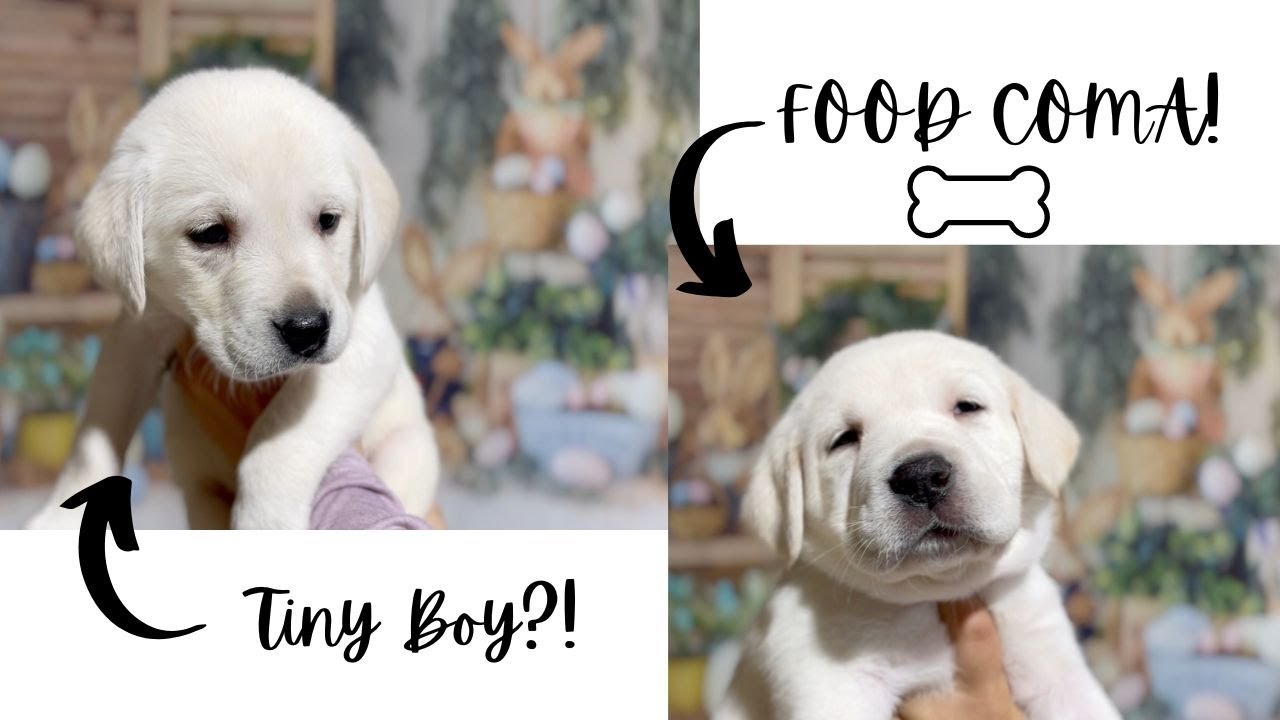 GET TO KNOW US!! *JOYS OF SPRING LITTER EDITION*