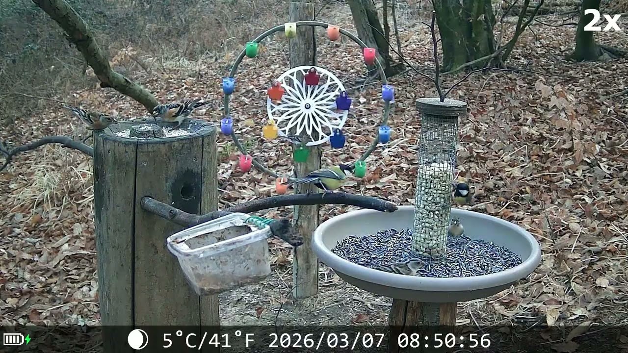 20260307 POSATOIO - BIRD FEEDER