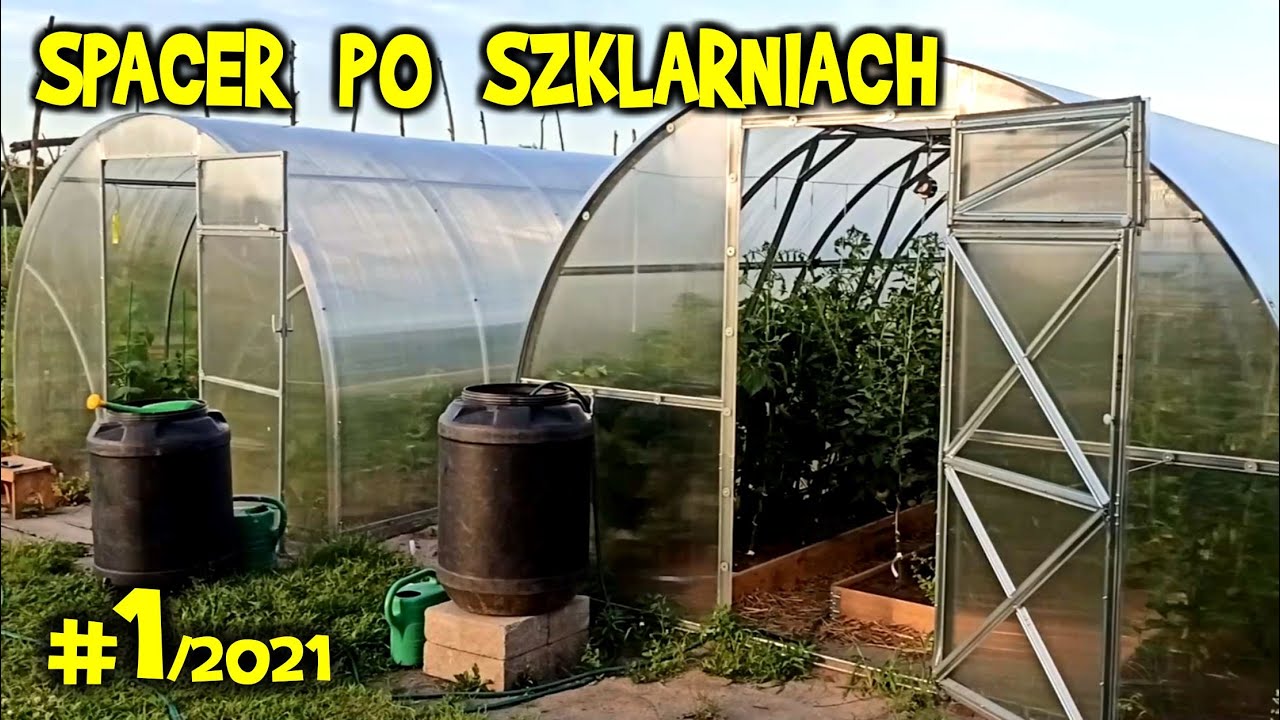 Spacer po SZKLARNIACH #1/czerwiec - jak usuwać liście i wilki, jak podwiązywać pomidory i ogórki