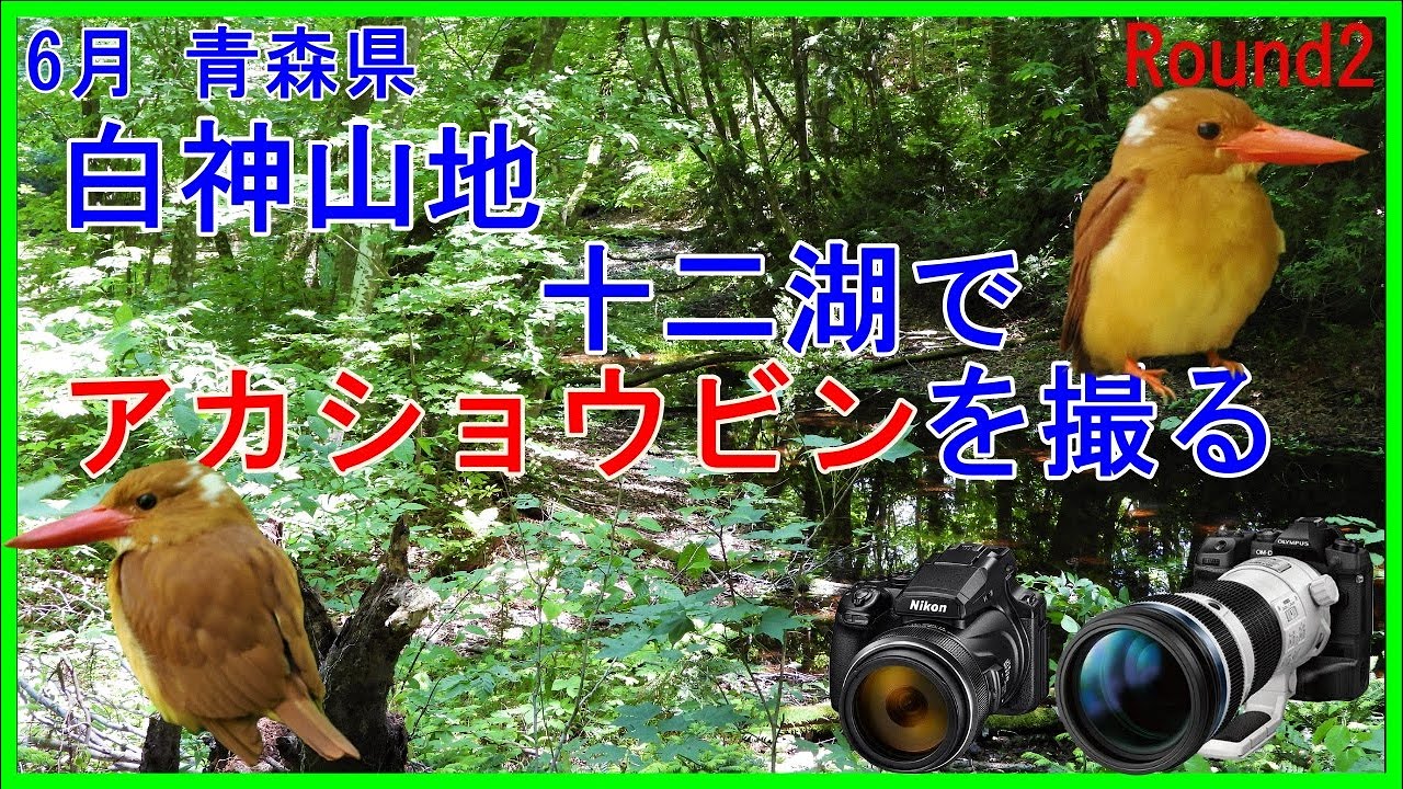 6月 青森県白神山地十二湖でアカショウビンを撮る。野鳥撮影ポイント紹介