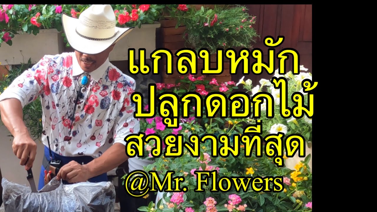 แกลบหมัก ปลูกดอกไม้งามที่สุด @mr.flowers