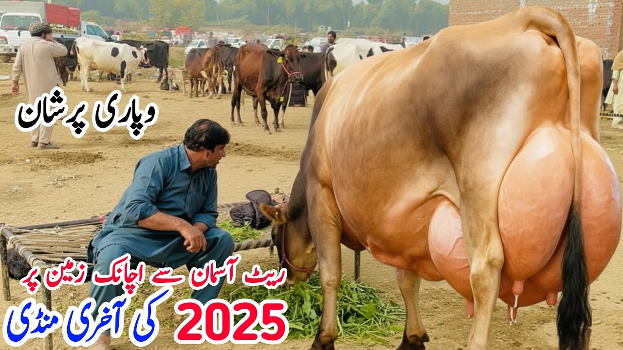 Salam Mandi Fresh Rite Update Today | Big Jersey cow in Punjab Pakistan | Friesian Cross Cows