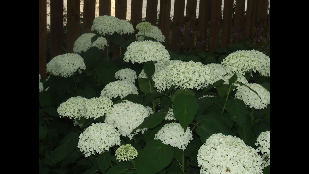Marie Brown Cottage Garden - May/June 2016