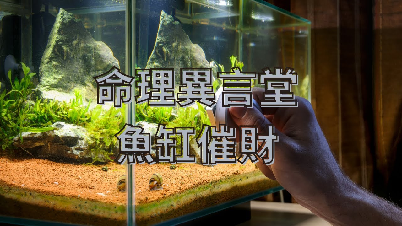 風水命理：魚缸催財(可開cc字幕，簡繁體皆可)