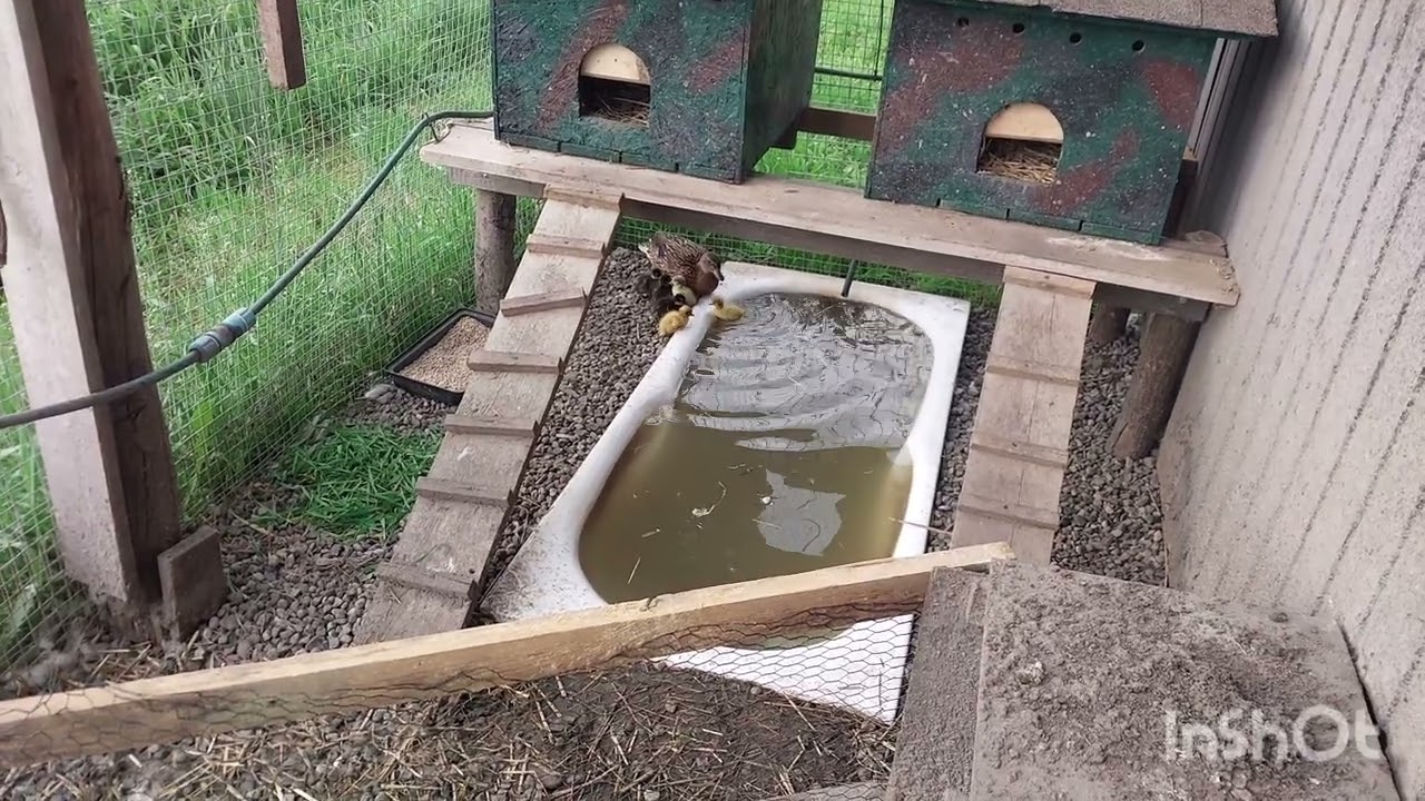 Coś pięknego/pierwsze lęgowe naturalne