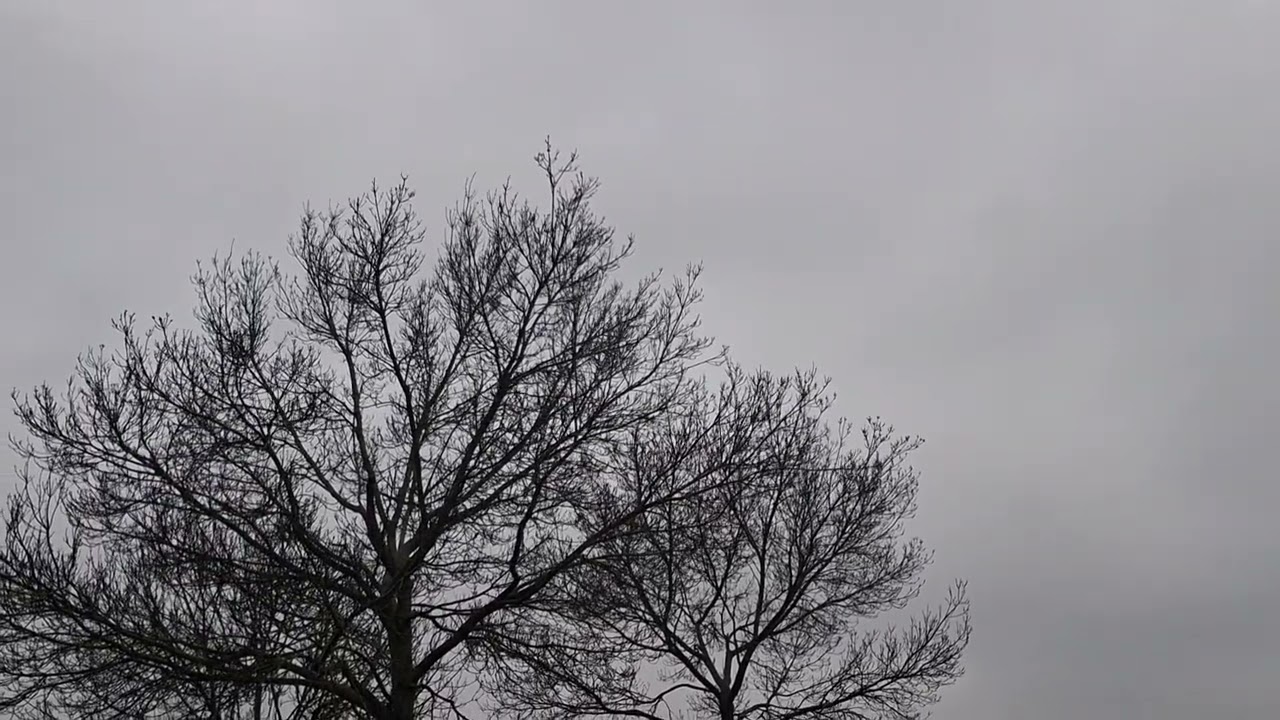 Calm Morning Walk in Rain 🌧️ | Nature Sounds & Green Views 
