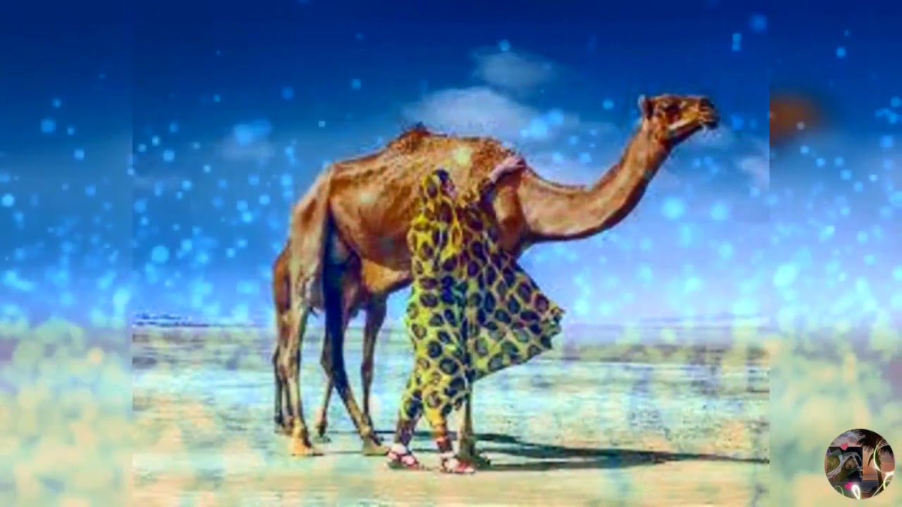 دمت از وفا تازد كارد  جفا بود  علي محبوب  بلبل جزيرت